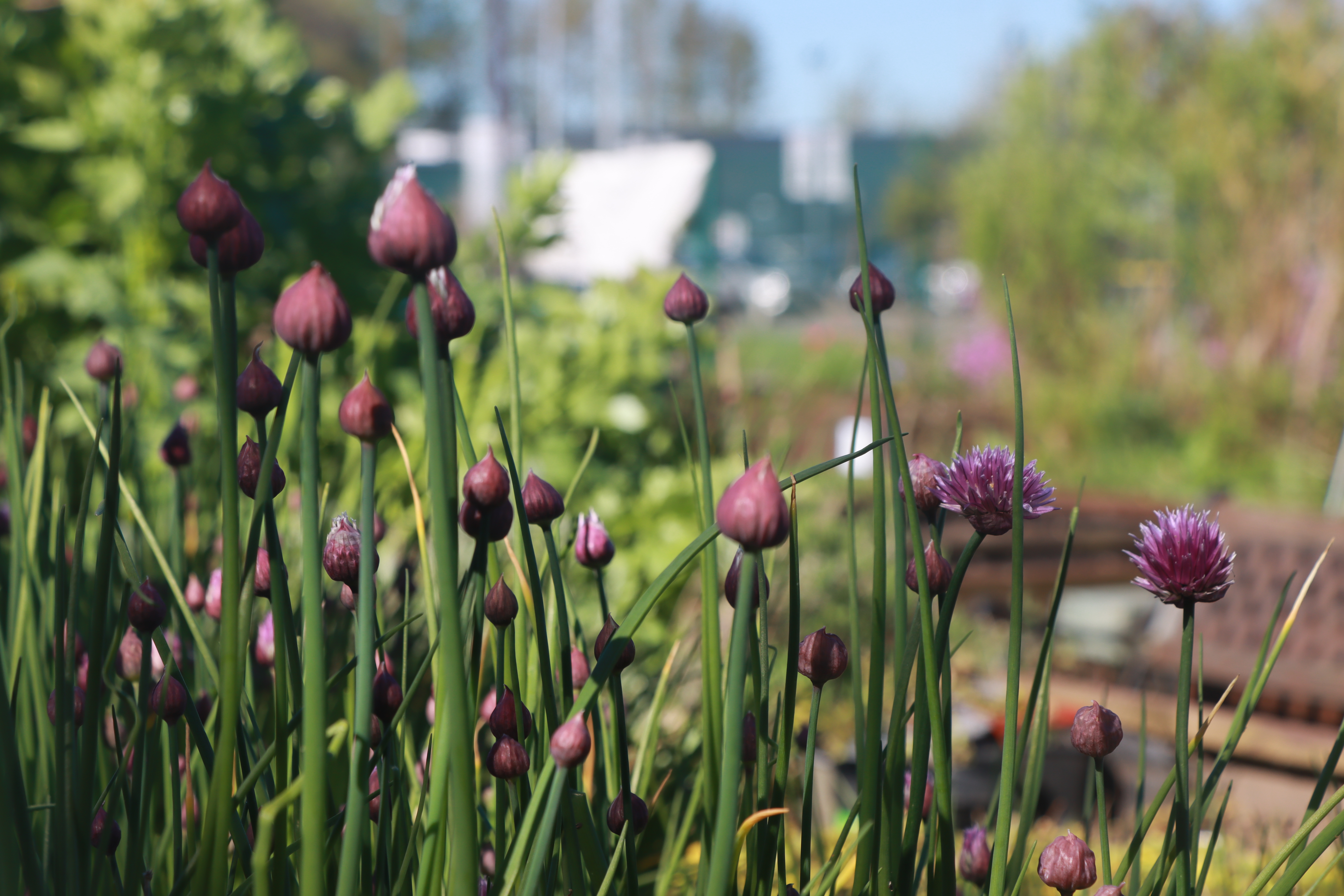 Herbs growing at Q Gardens, Kirkholt