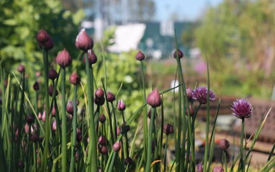 Herbs growing at Q Gardens, Kirkholt