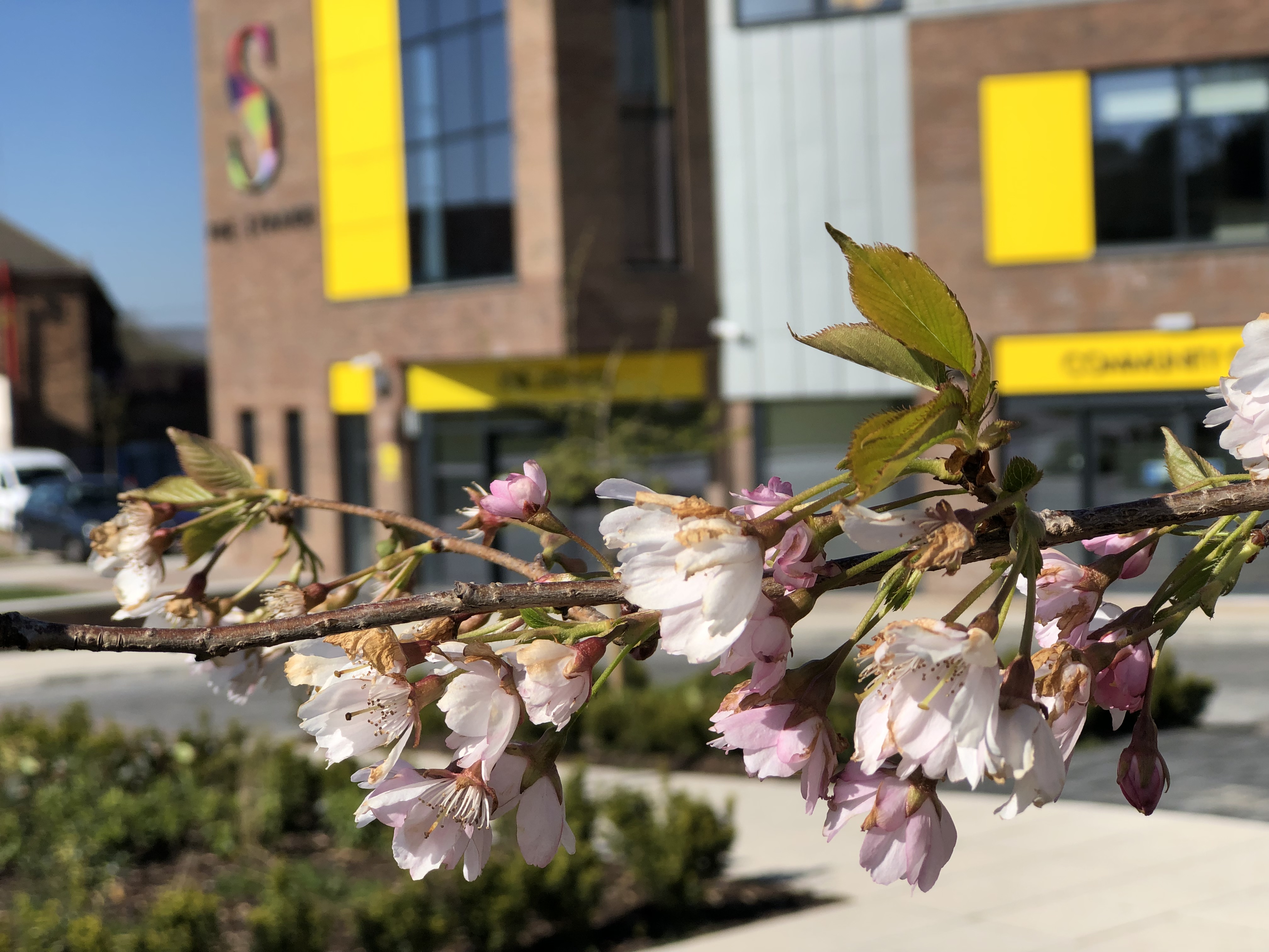 Tree blossom at the Strand, Kirkholt