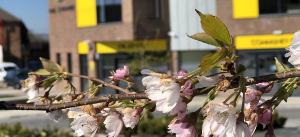Tree blossom at the Strand, Kirkholt