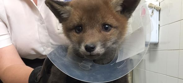 Young fox at Rochdale RSPCA
