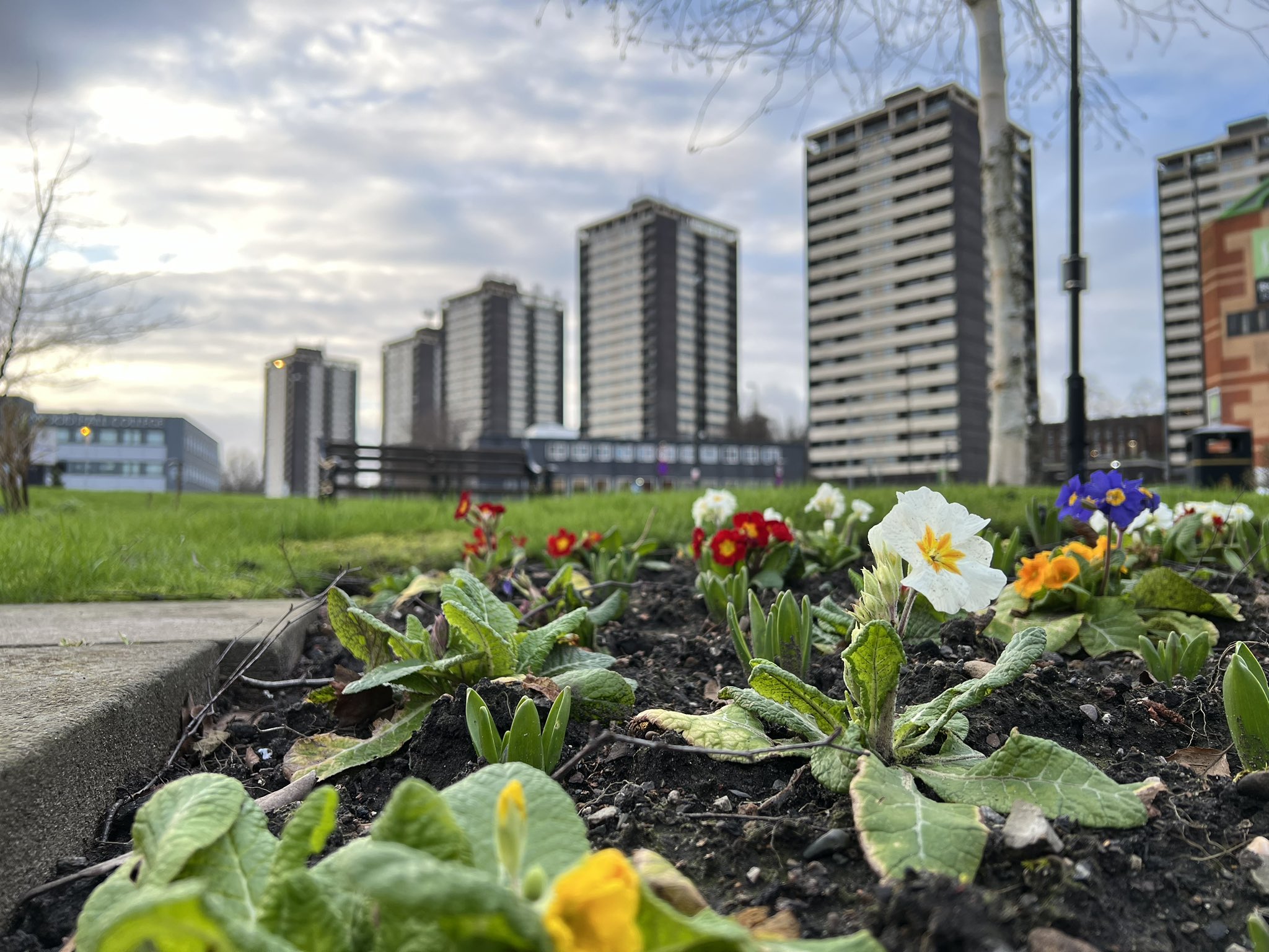 College Bank Skyline With Flowers