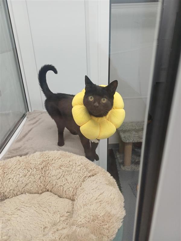 316Edaa7 C260 4C62 A471 Da47e2b609fa