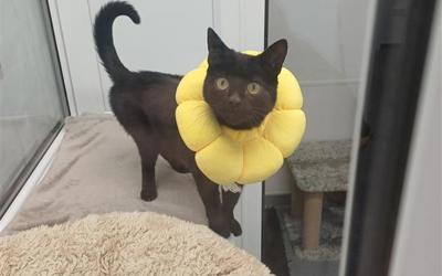 316Edaa7 C260 4C62 A471 Da47e2b609fa