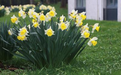 Daffodils At Freehold