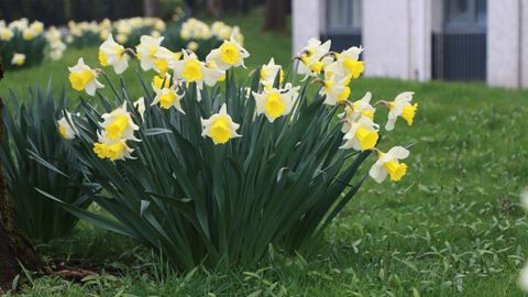 Daffodils at Freehold